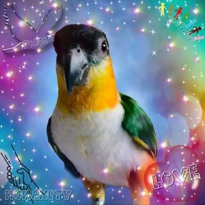 Meet your Posher, Jaye